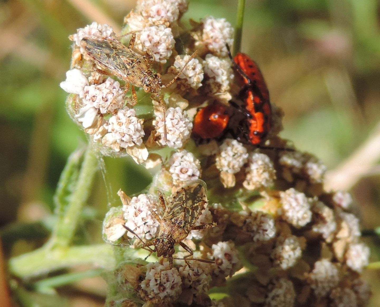 Rhopalidae: Stictopleurus? No, Rhopalus parumpunctatus