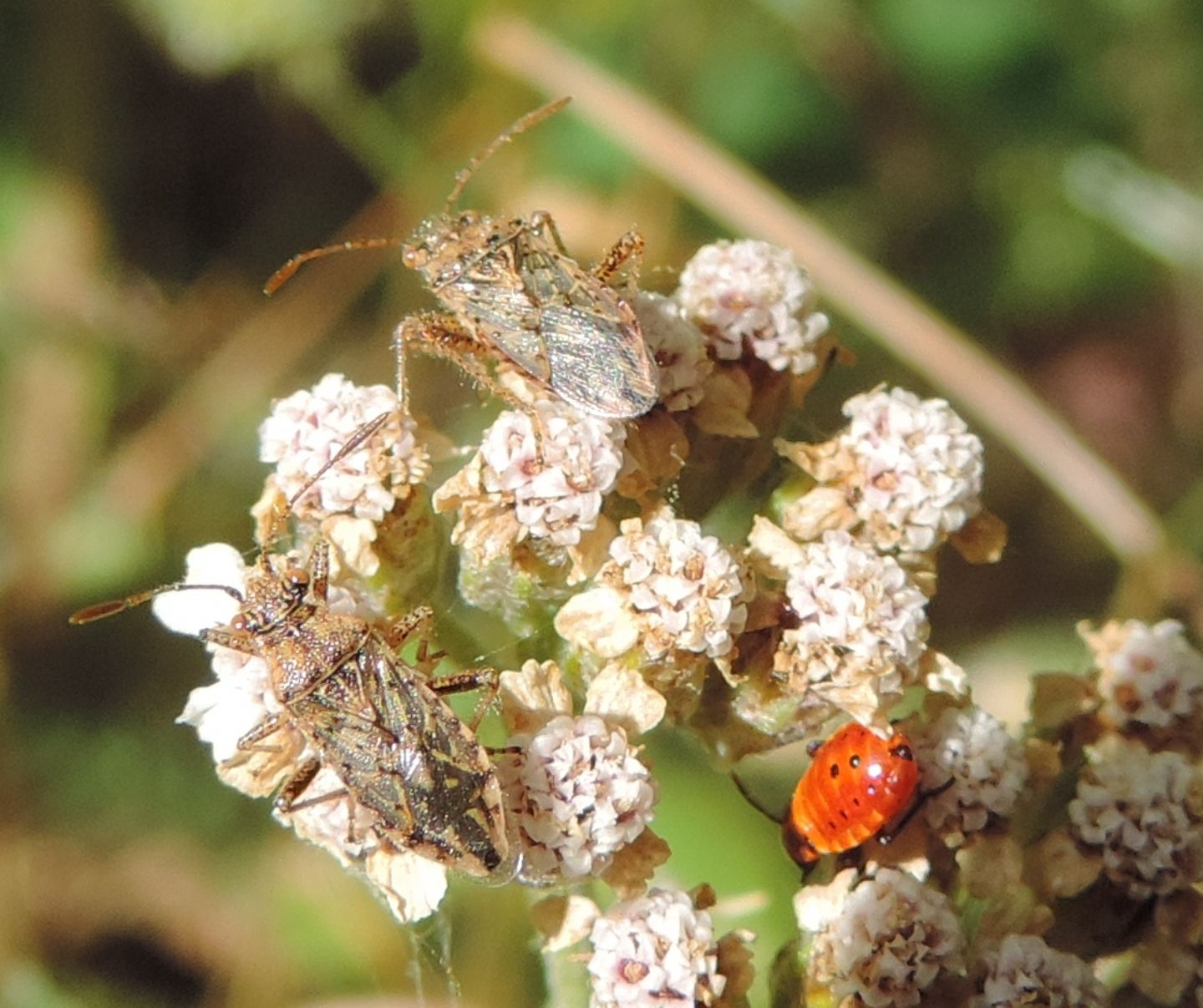 Rhopalidae: Stictopleurus? No, Rhopalus parumpunctatus