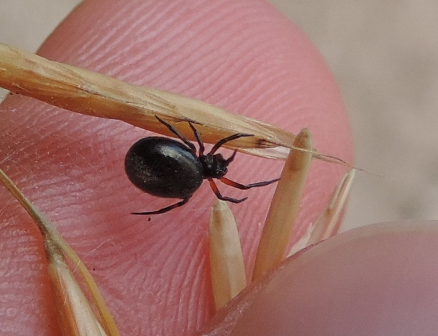 Euryopis?  No, cfr. Linyphiidae Erygoninae da id.