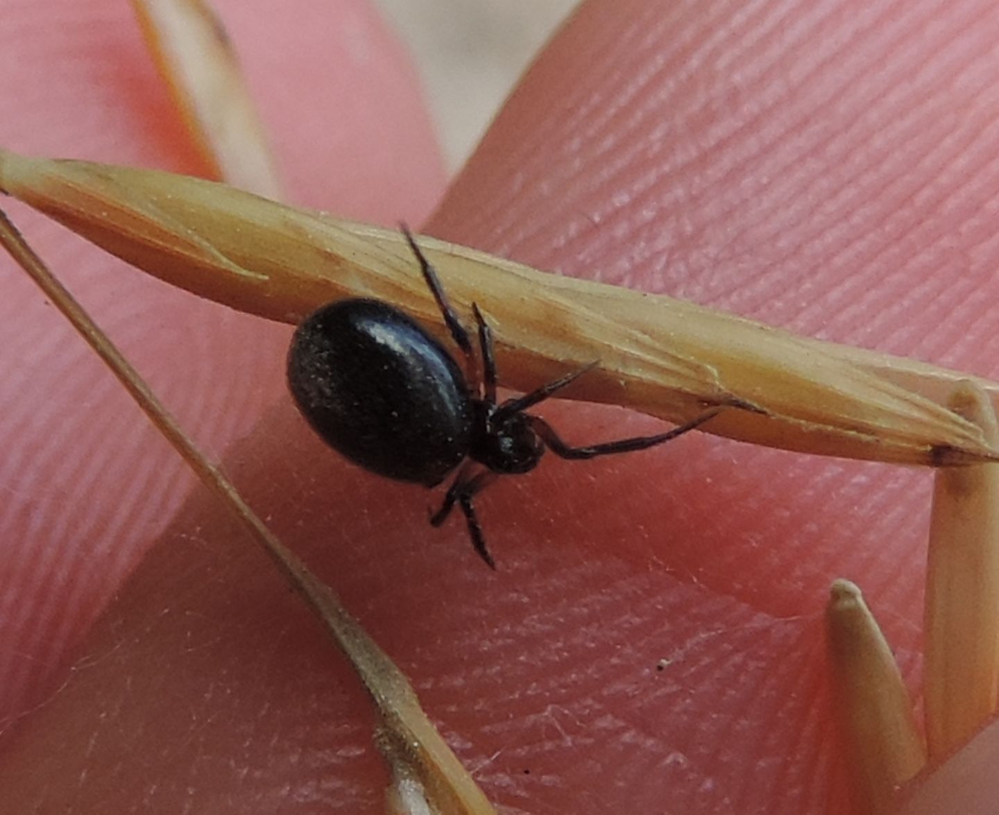 Euryopis?  No, cfr. Linyphiidae Erygoninae da id.