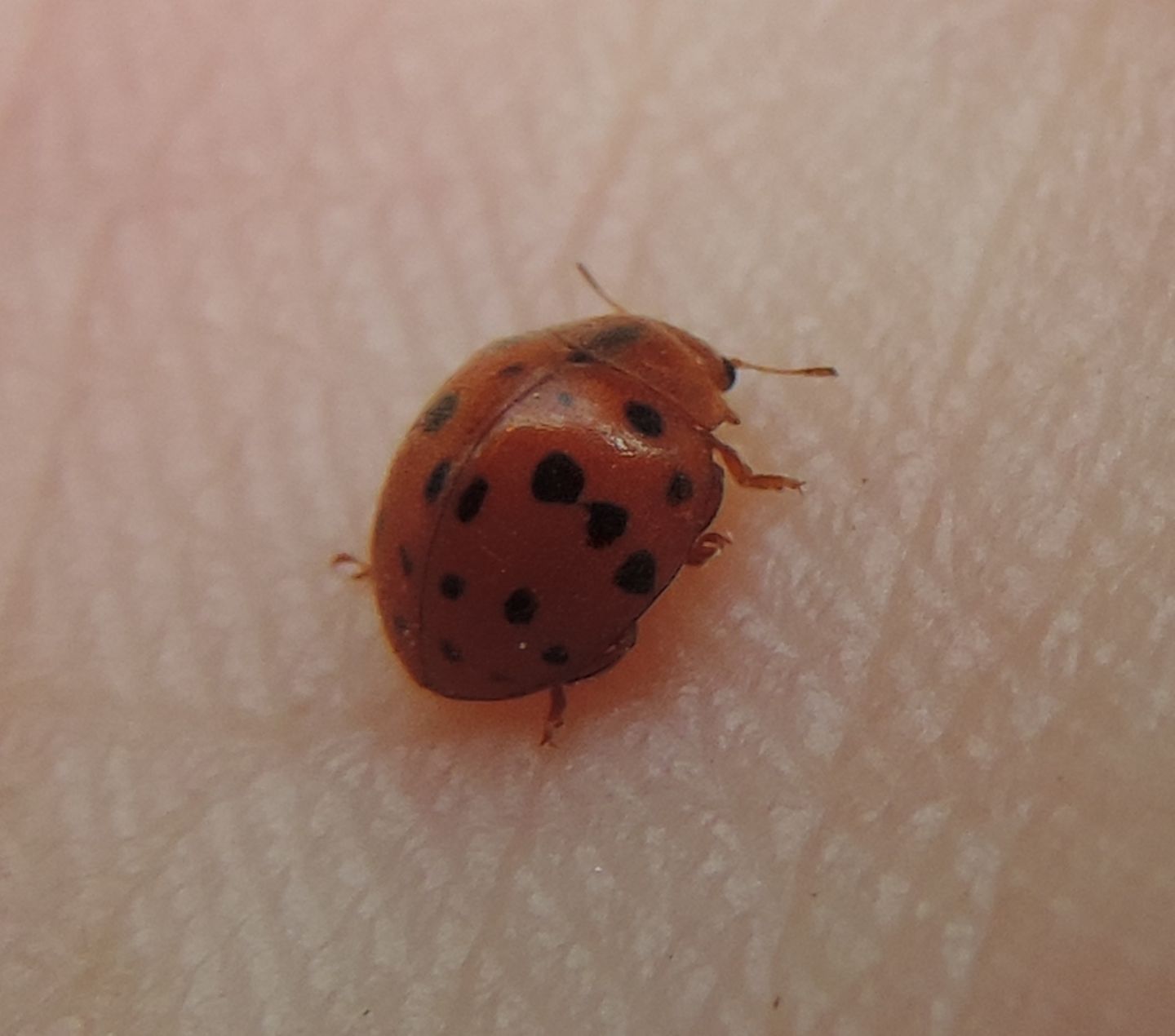 Coccinellidae: Subcoccinella vigintiquatuorpunctata