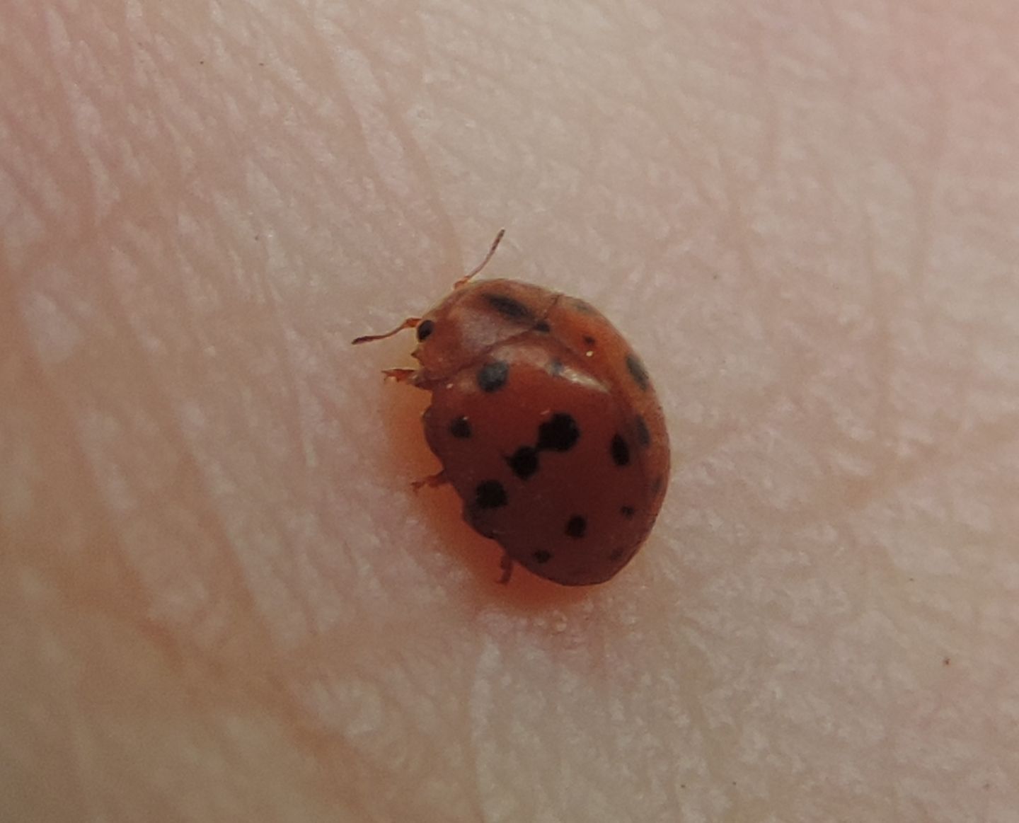 Coccinellidae: Subcoccinella vigintiquatuorpunctata