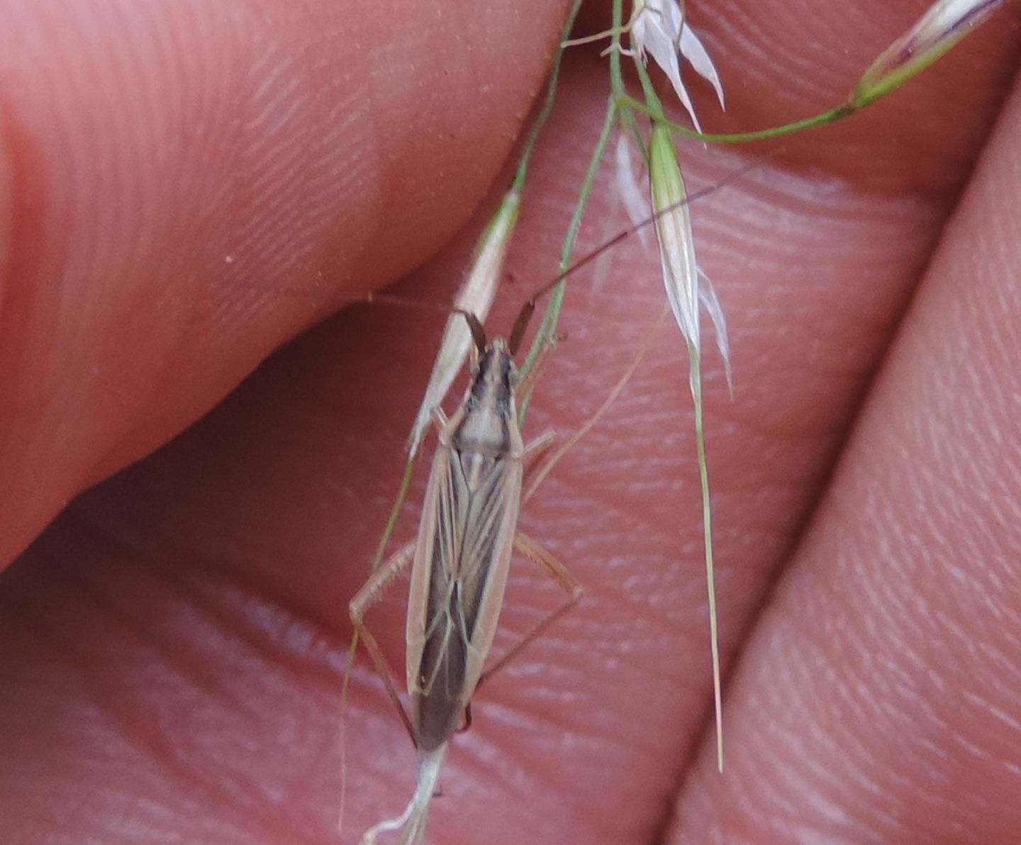 Miridae: Stenodema sericans?  S !