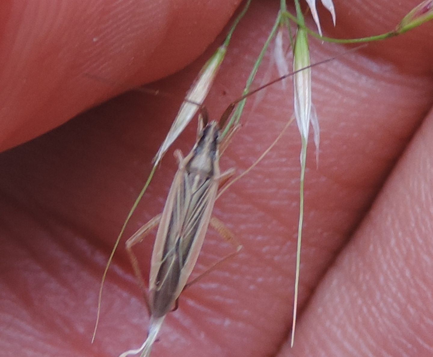 Miridae: Stenodema sericans?  S !