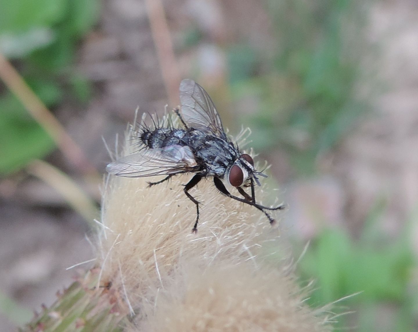 Tachinidae Exoristinae