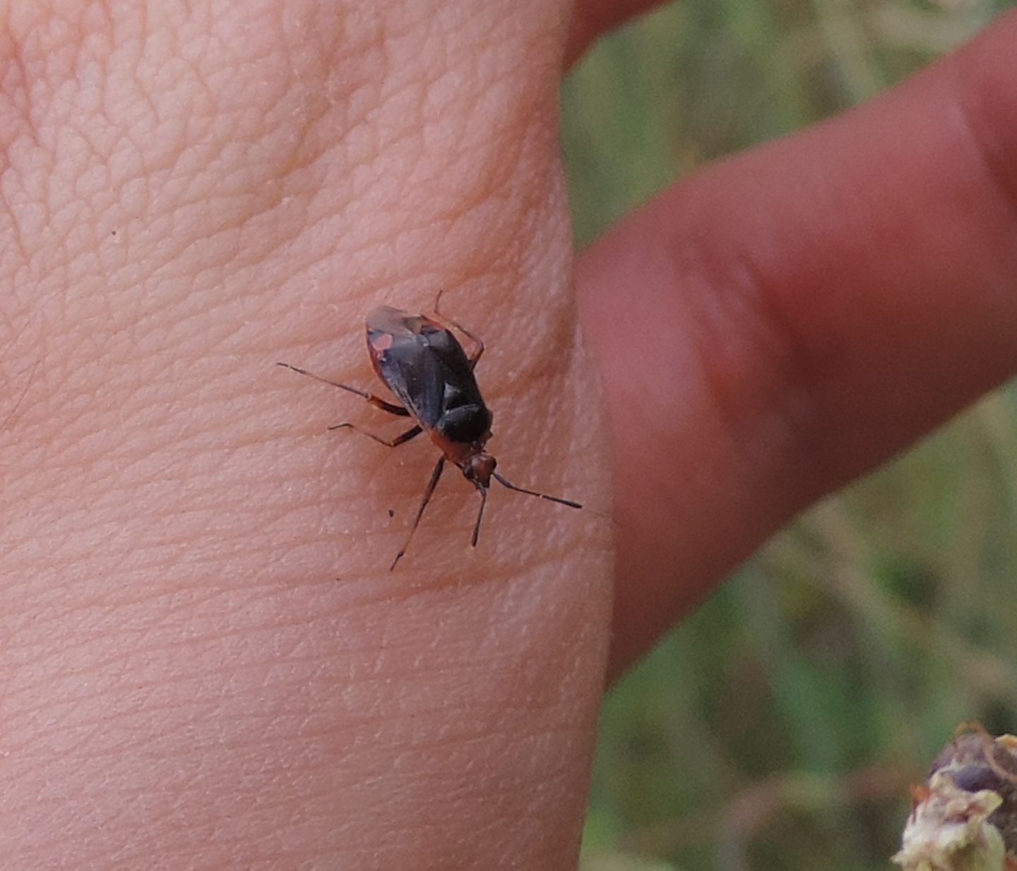 Miridae: Deraeocoris ruber?  S !