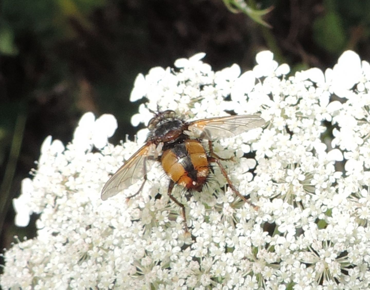 Tachinidae: Tachina fera