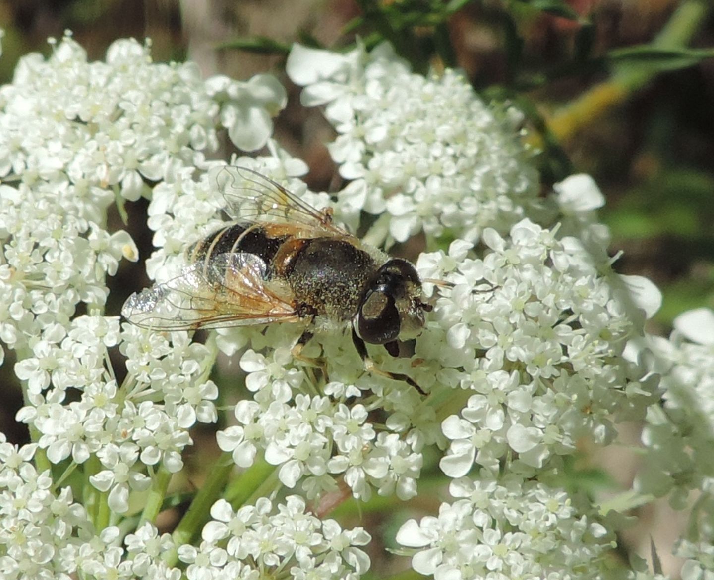 Eristalis arbustorum, femmina