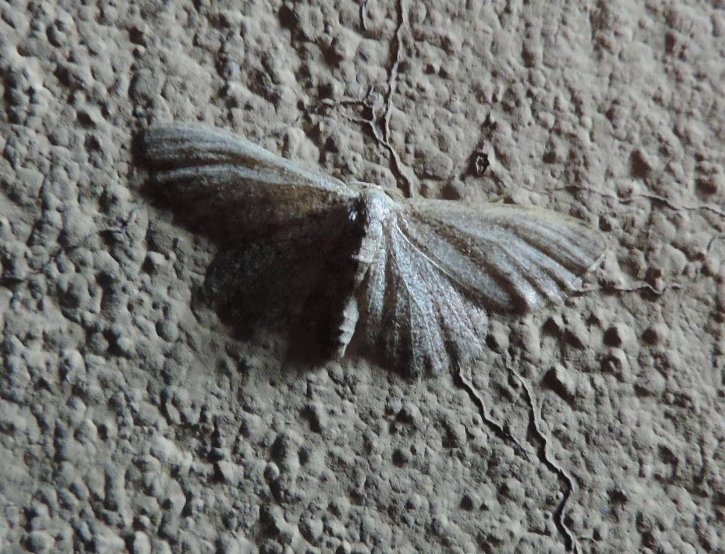 Geometridae dal Marocco: cfr. Idaea sp.