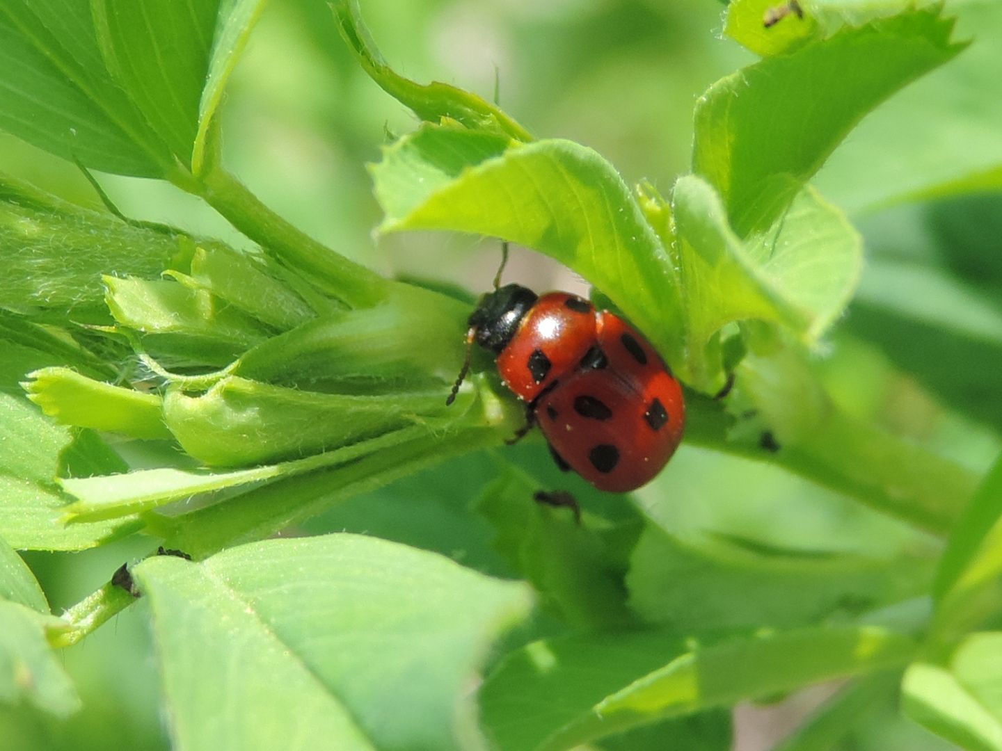 Chrysomelidae: Gonioctena fornicata? S