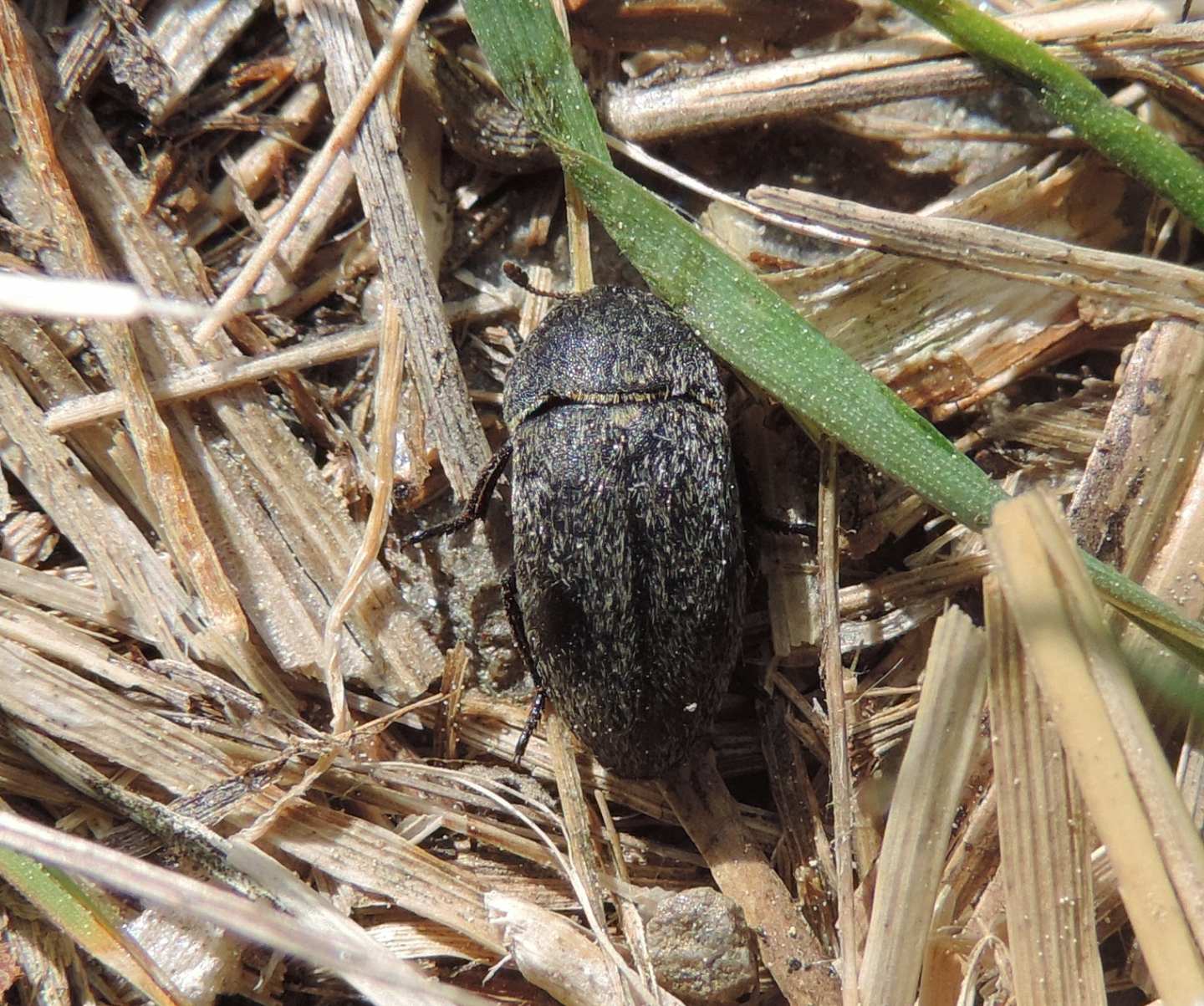 Dermestidae: Dermestes cf. laniarius