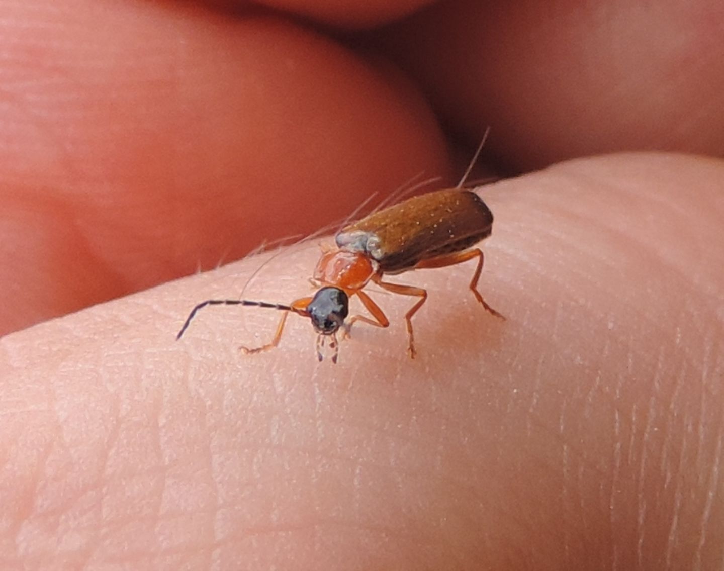 Cantharidae: Rhagonycha lutea