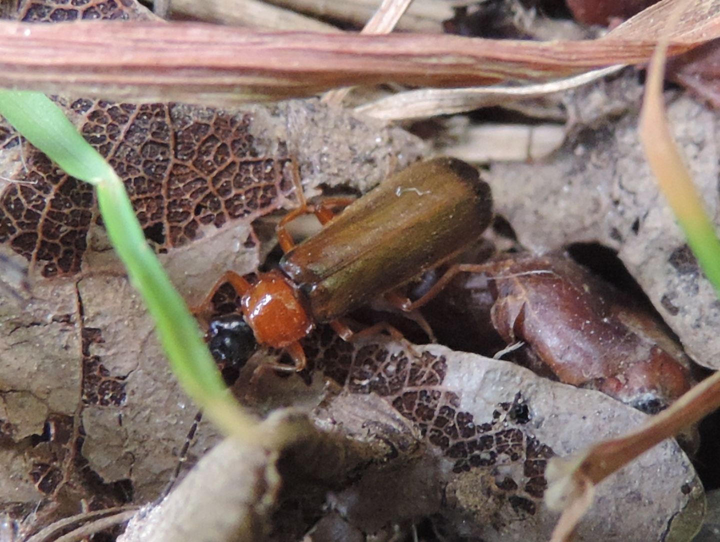 Cantharidae: Rhagonycha lutea