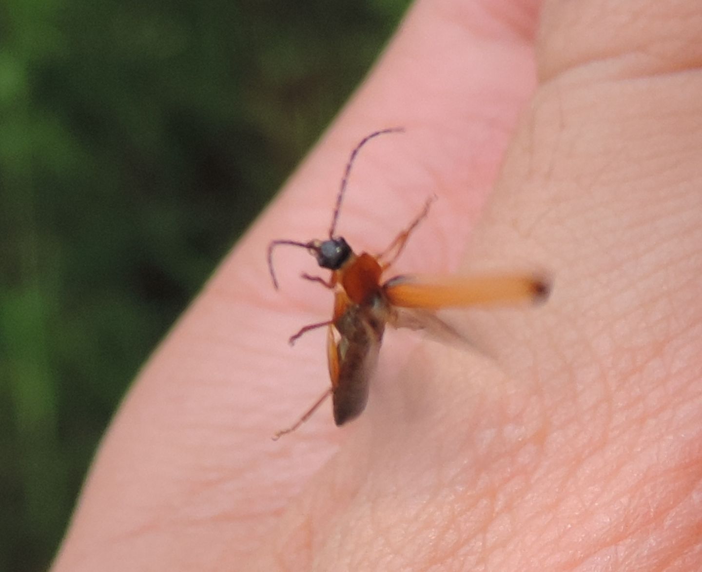 Cantharidae: Rhagonycha lutea