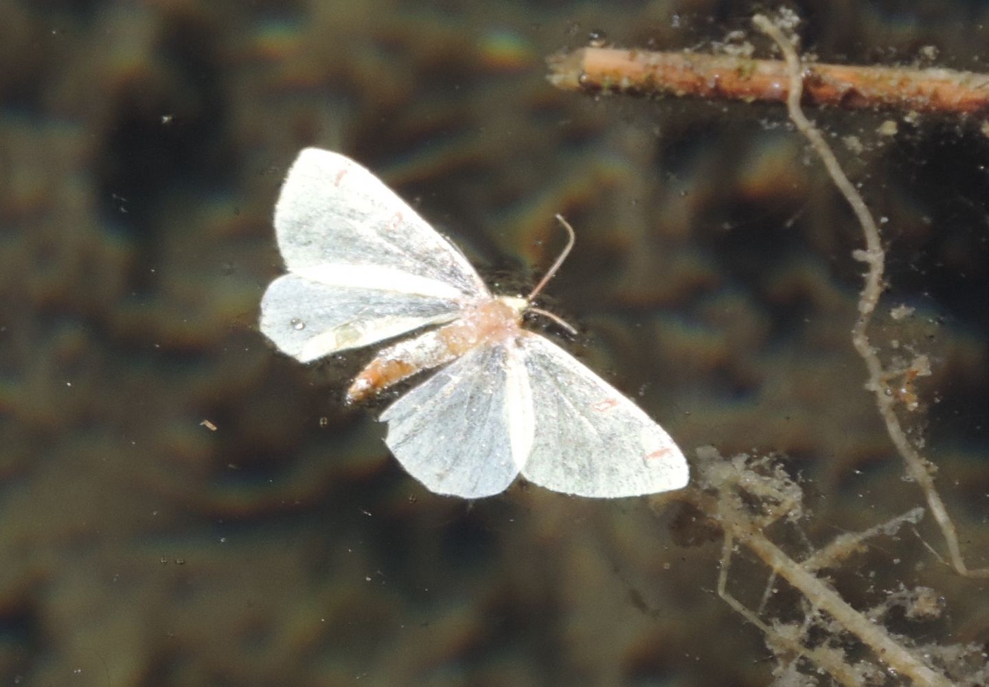 Farfalla annegata da identificare: cfr. Opisthograptis luteolata - Geometridae