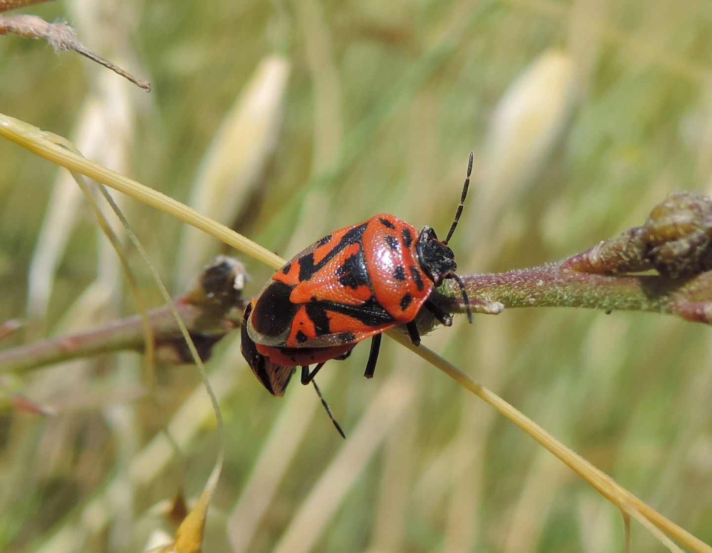 Pentatomidae: Eurydema ornata?  S !