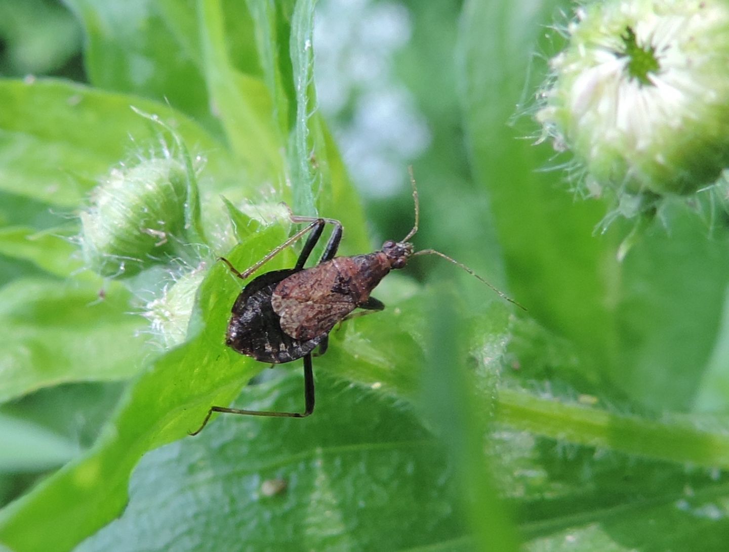 Nabidae: Quale Himacerus?  Himacerus mirmicoides