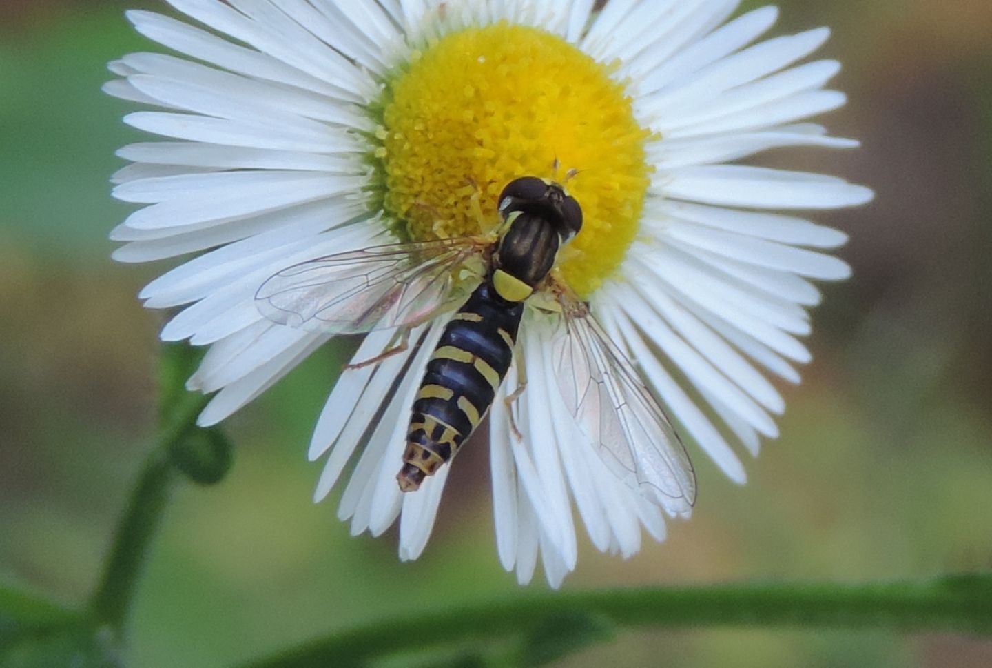 Sphaerophoria sp. (Syrphidae), femmina