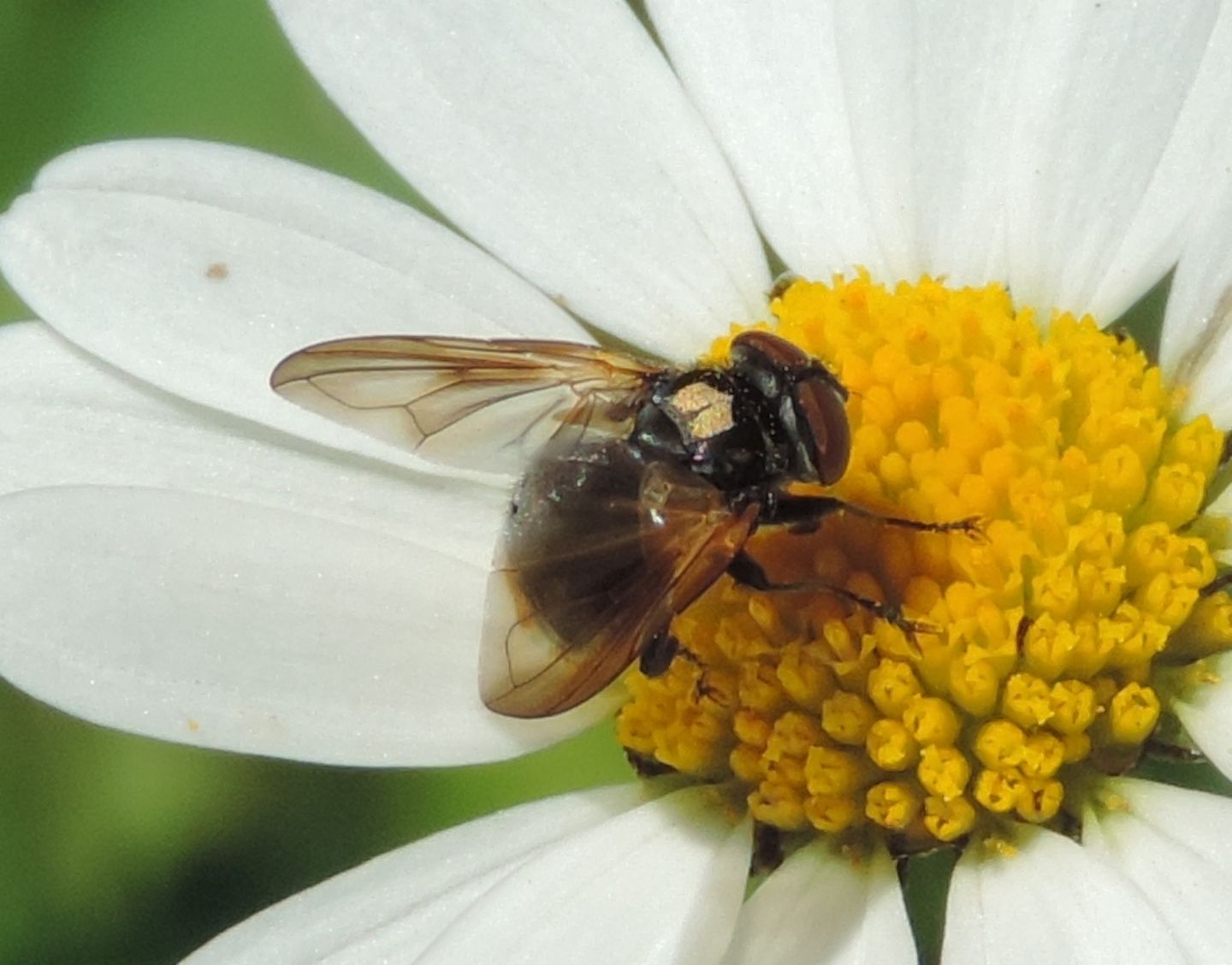 Phasia cfr. aurulans (Tachinidae)