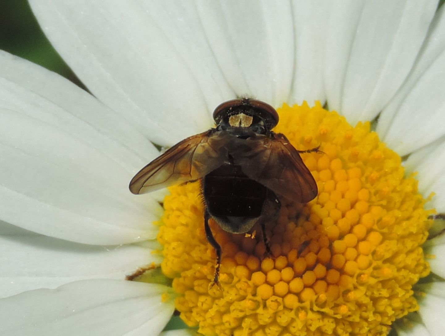 Phasia cfr. aurulans (Tachinidae)