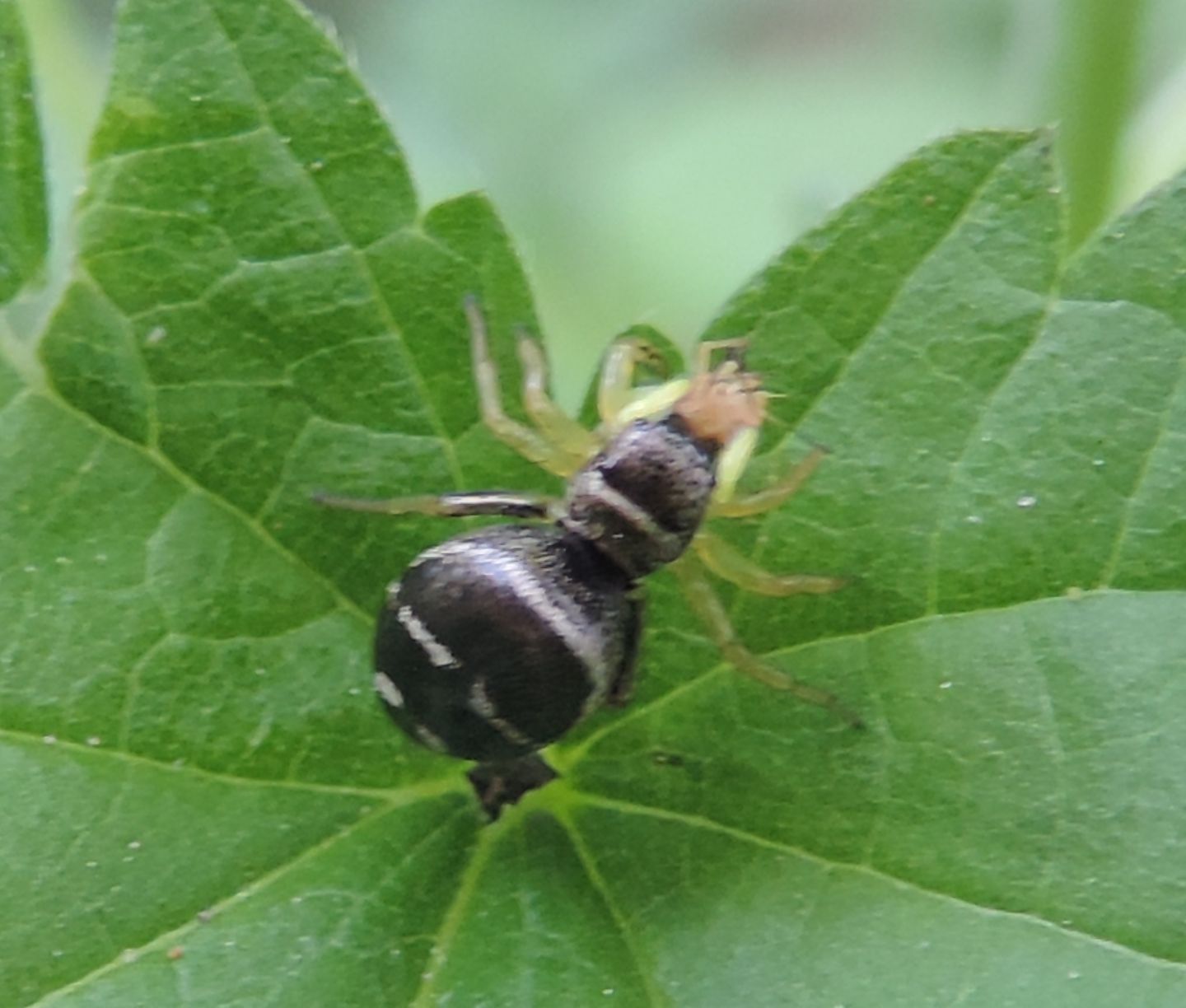 Heliophanus sp. - Magliano Alfieri (CN)