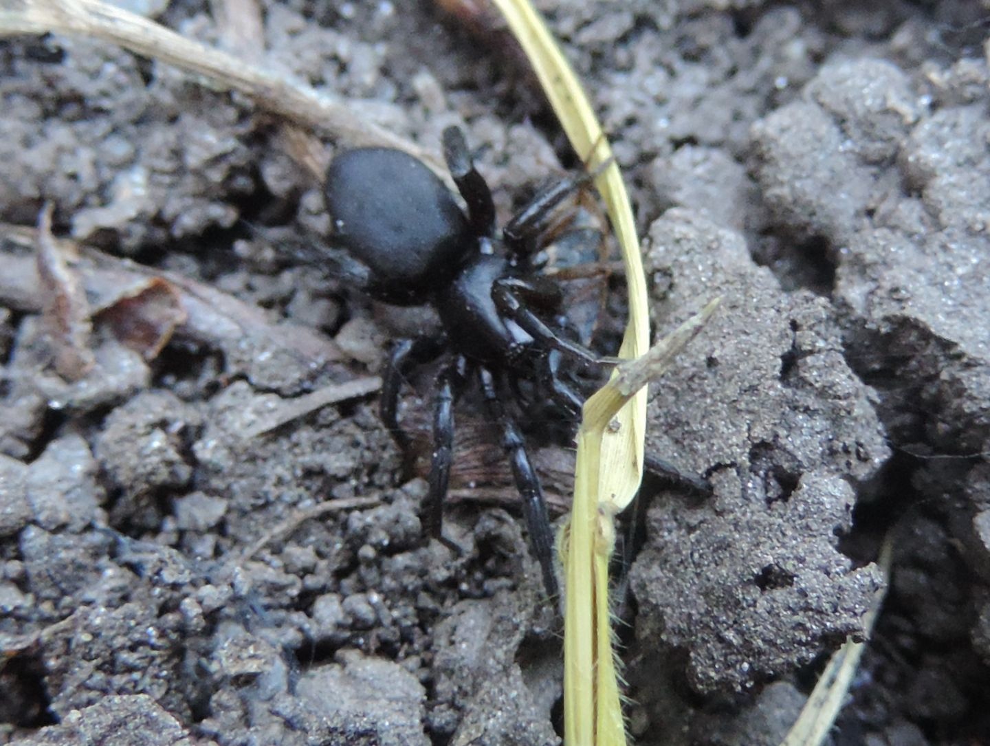 Gnaphosa lucifuga - Salbertrand (TO)