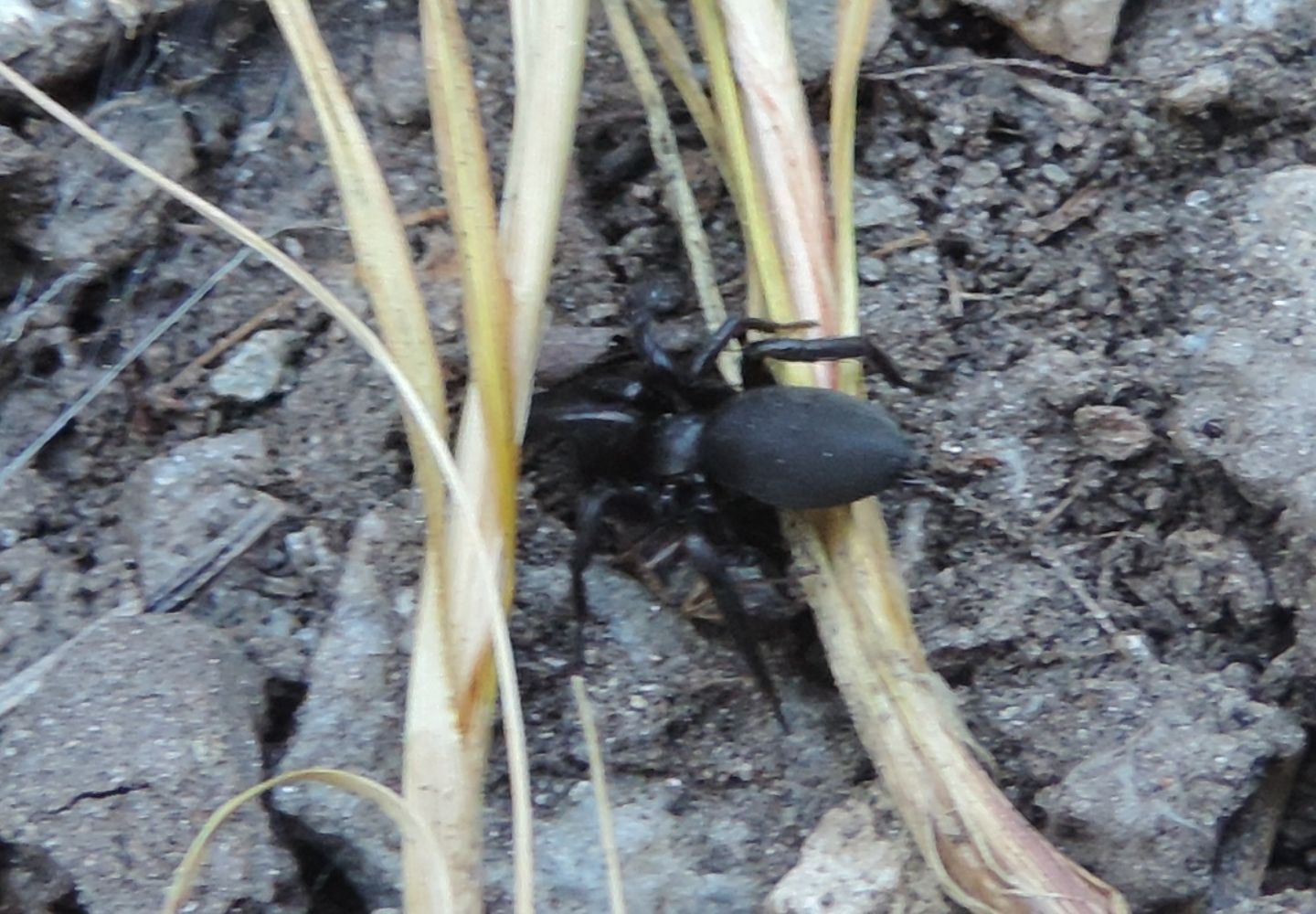 Gnaphosa lucifuga - Salbertrand (TO)