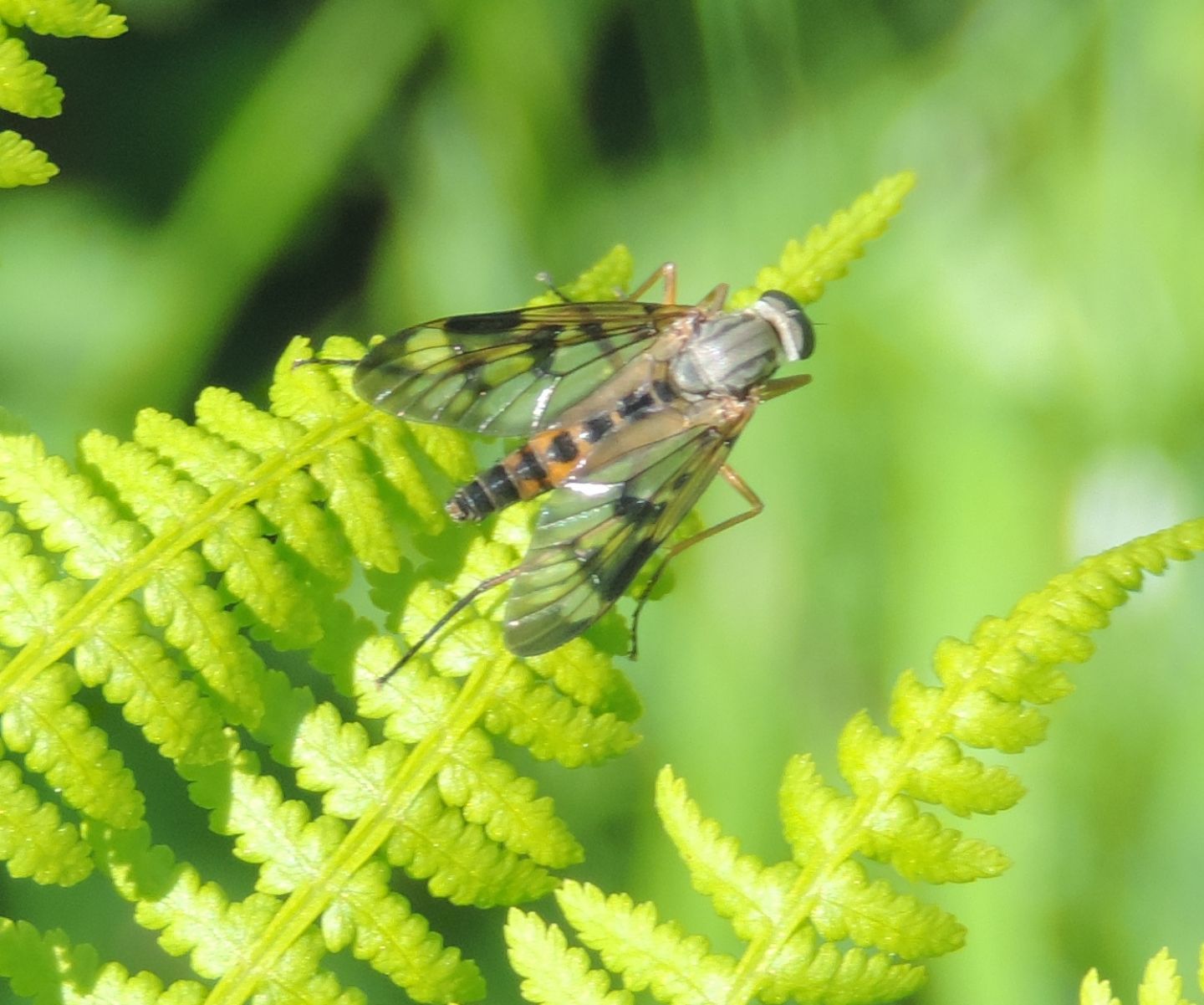 Rhagionidae:...Rhagio scolopaceus?... Rhagio cfr. scolopaceus