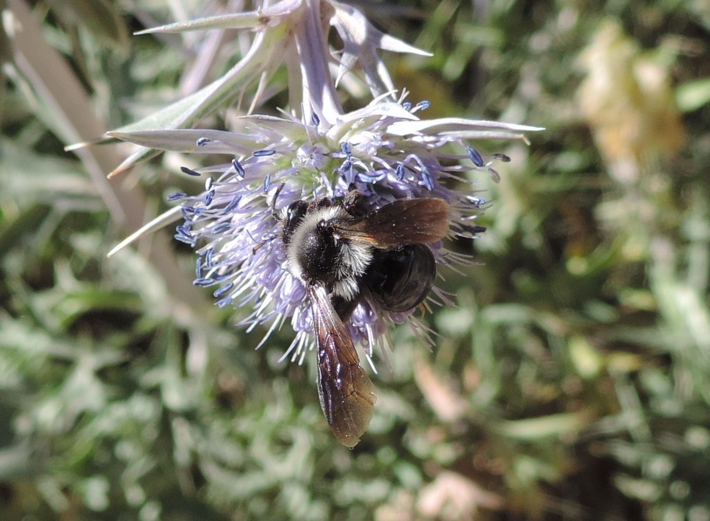 Dalla Spagna: Xylocopa ?  No, Andrena cfr. cineraria (Apidae Andreninae)