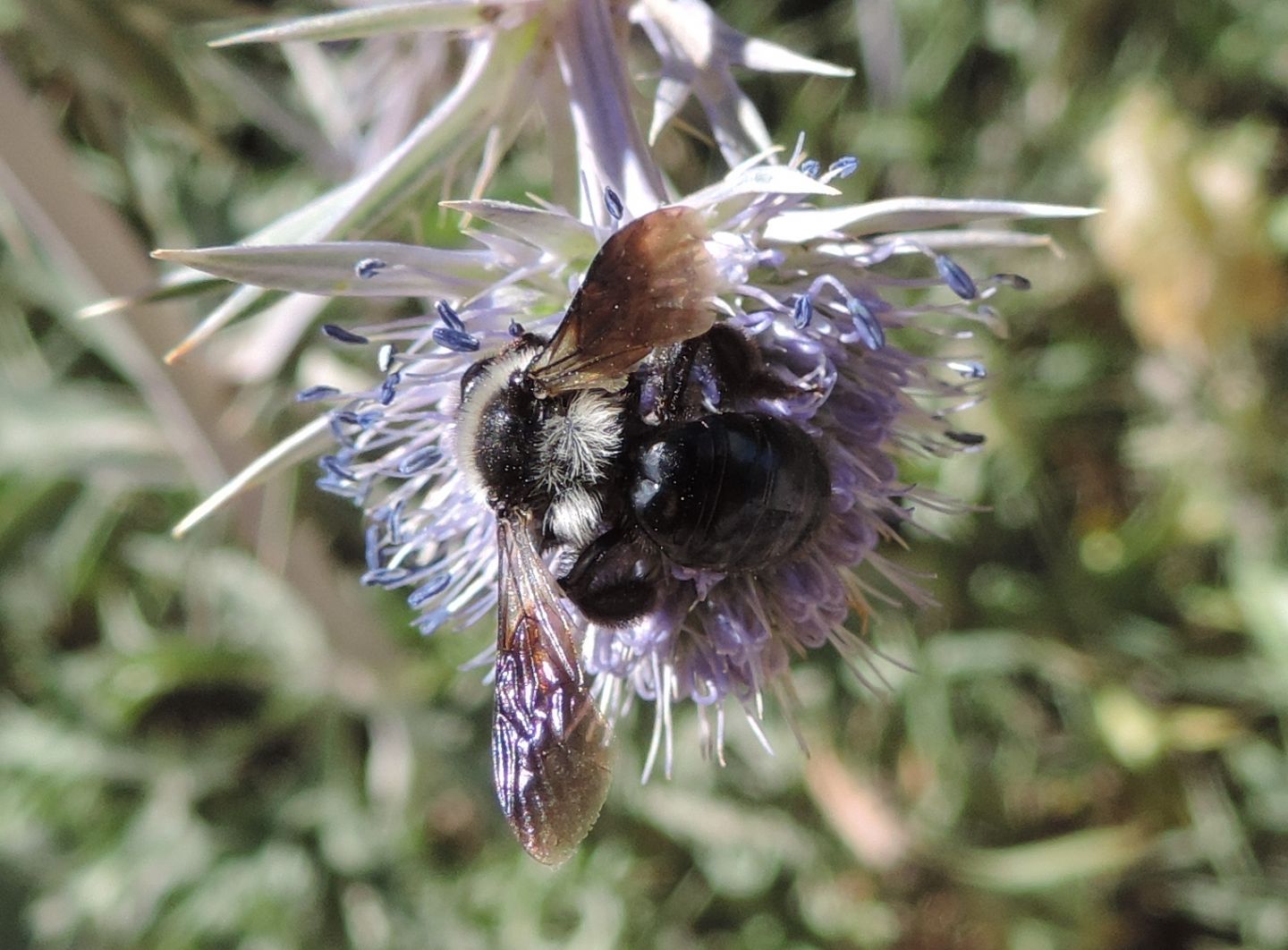 Dalla Spagna: Xylocopa ?  No, Andrena cfr. cineraria (Apidae Andreninae)