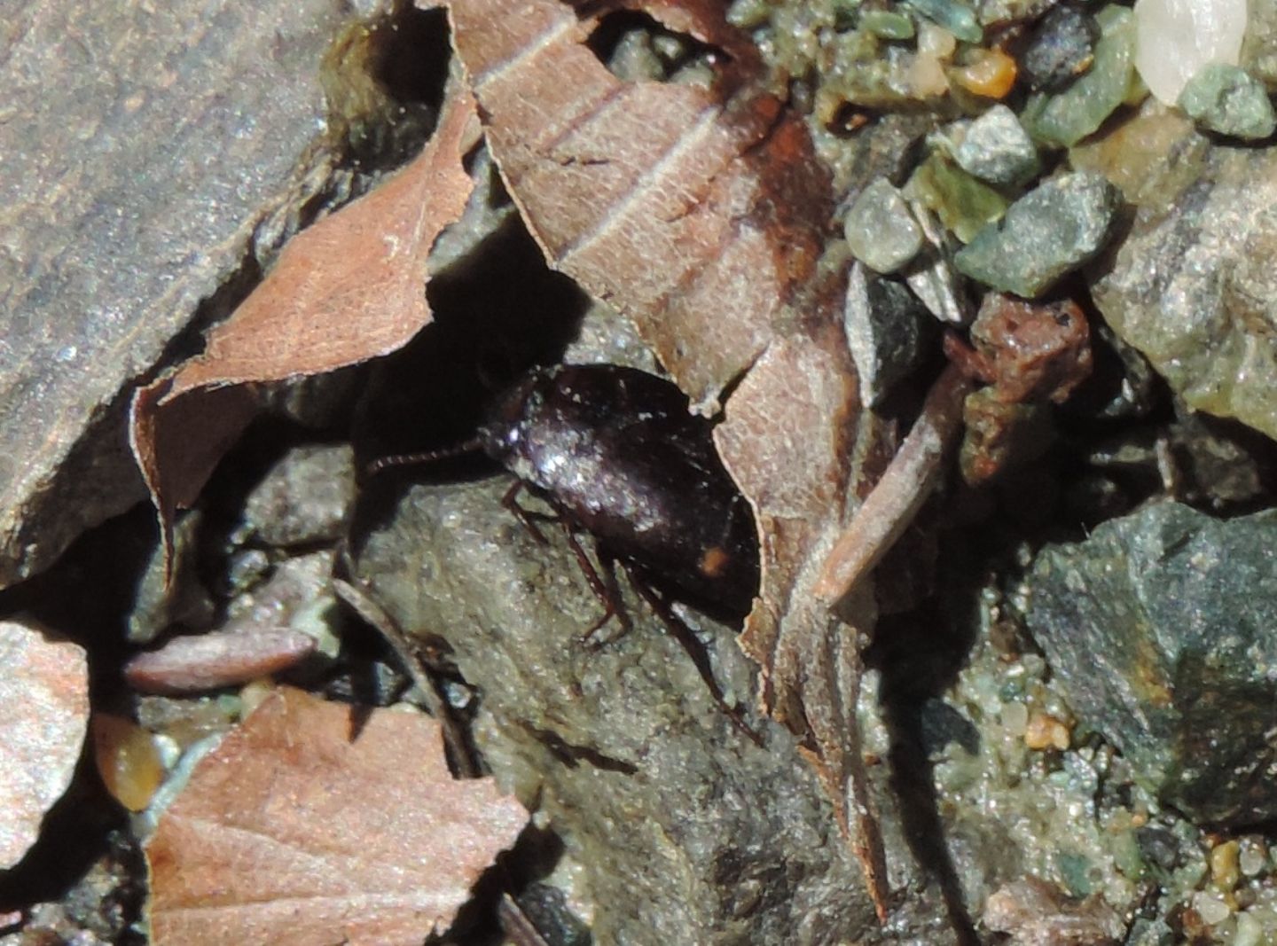 Dytiscidae: Agabus guttatus?... Agabus cfr. didymus (?)