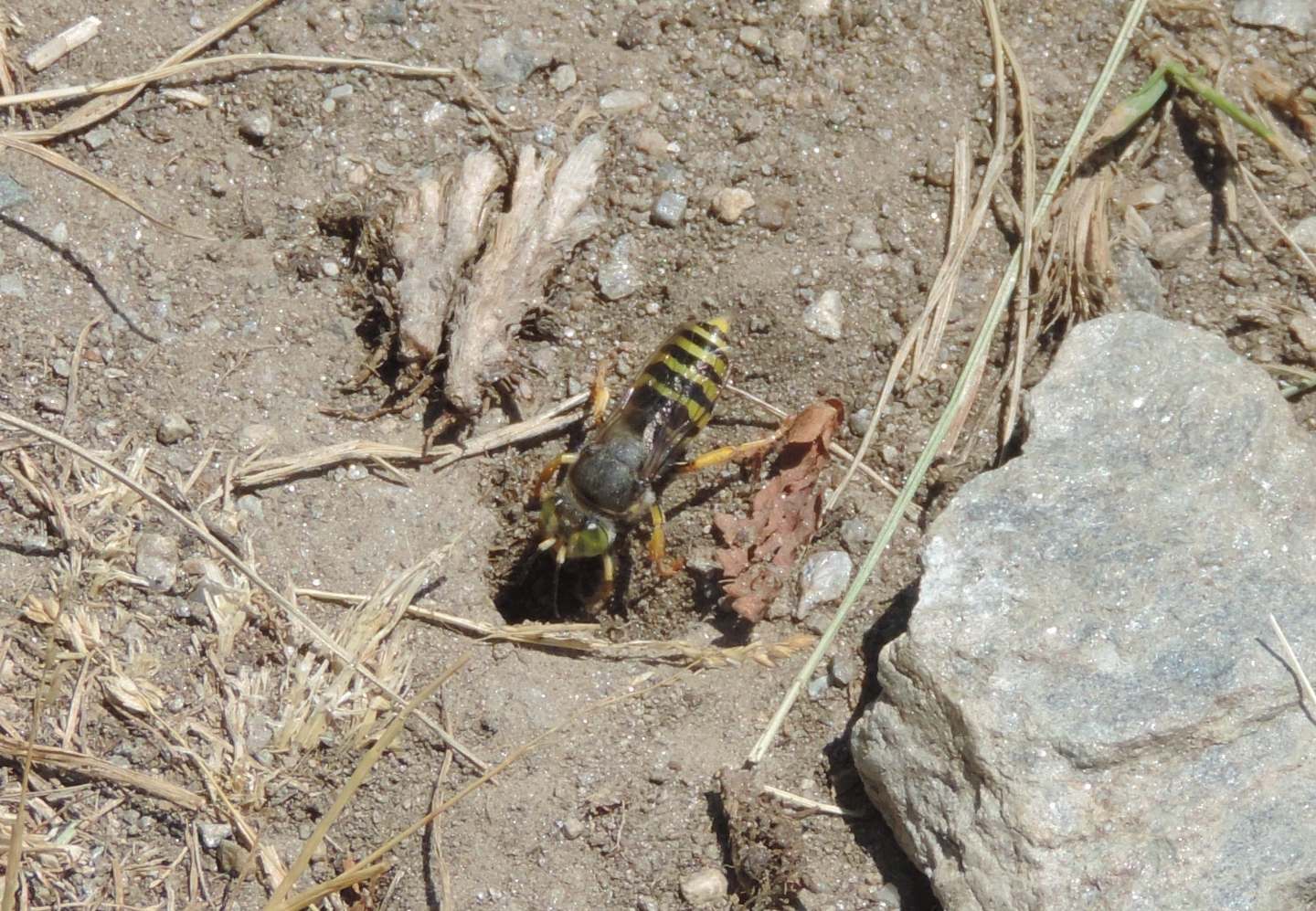 Crabronidae: Bembix rostrata?...o forse Bembix tarsata