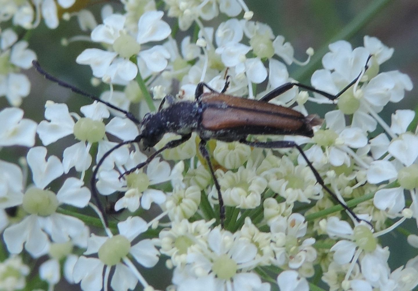 Cerambycidae: Anastrangalia sanguinolenta?  S !