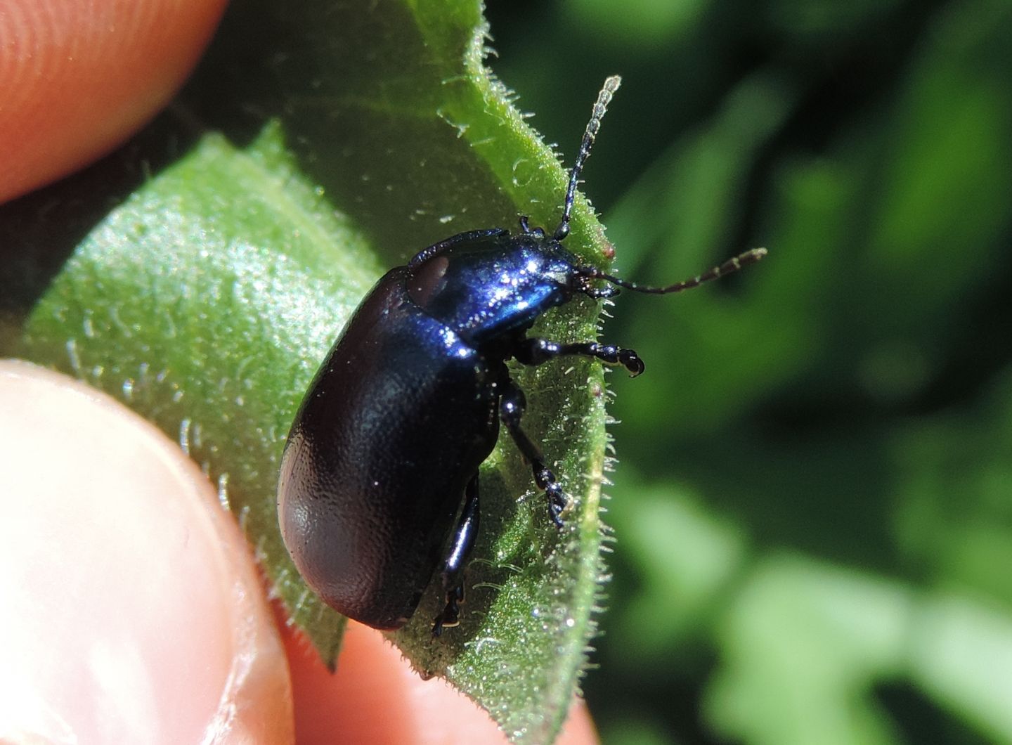 Chrysomelidae: Oreina sp.