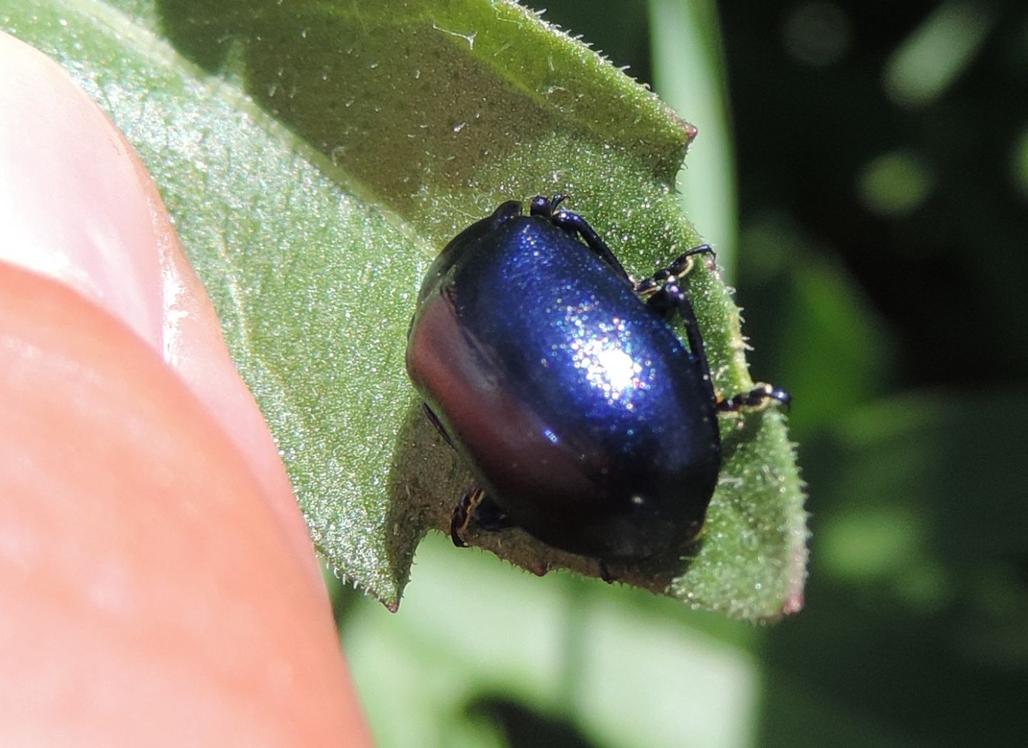 Chrysomelidae: Oreina sp.