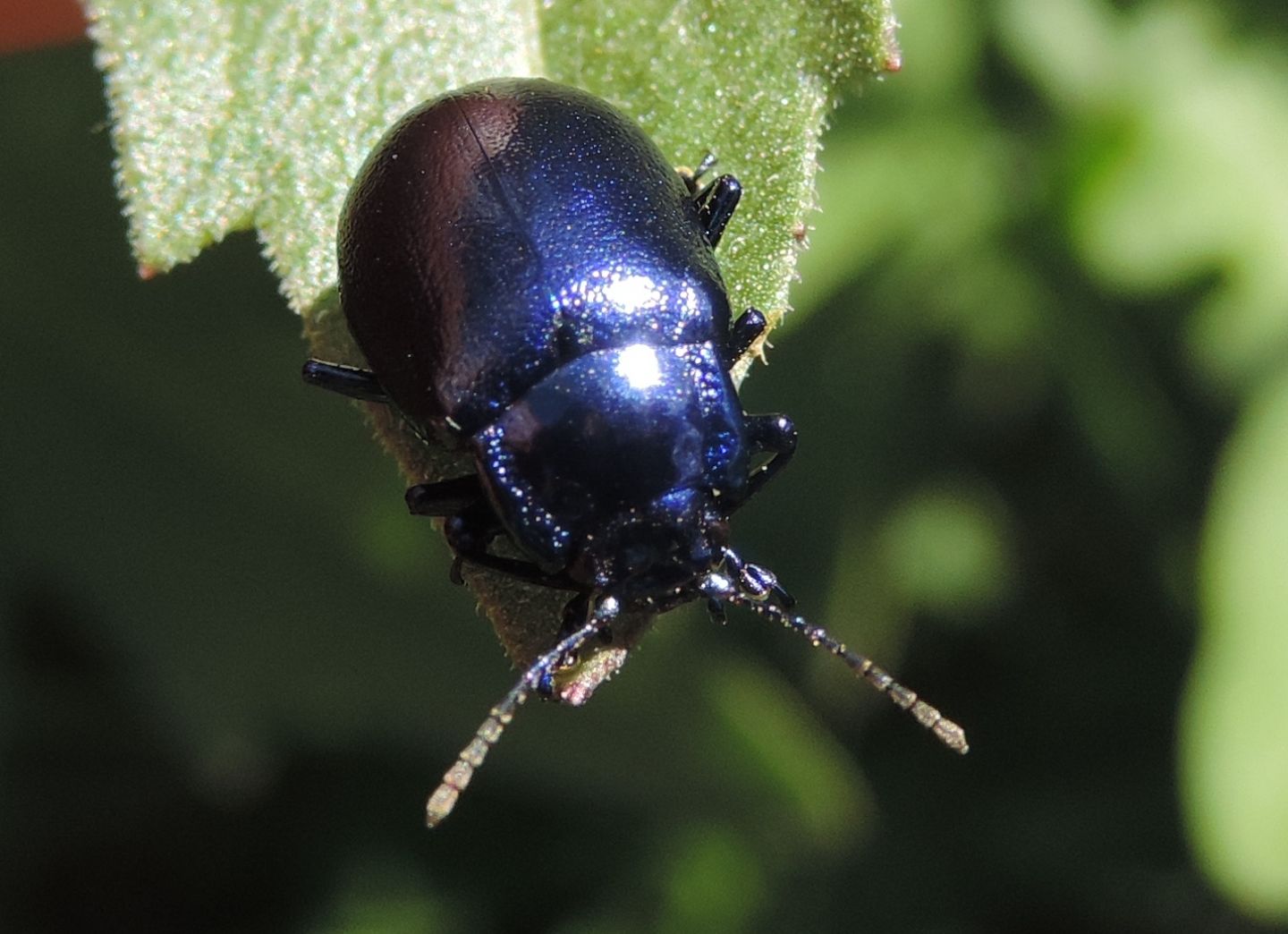 Chrysomelidae: Oreina sp.