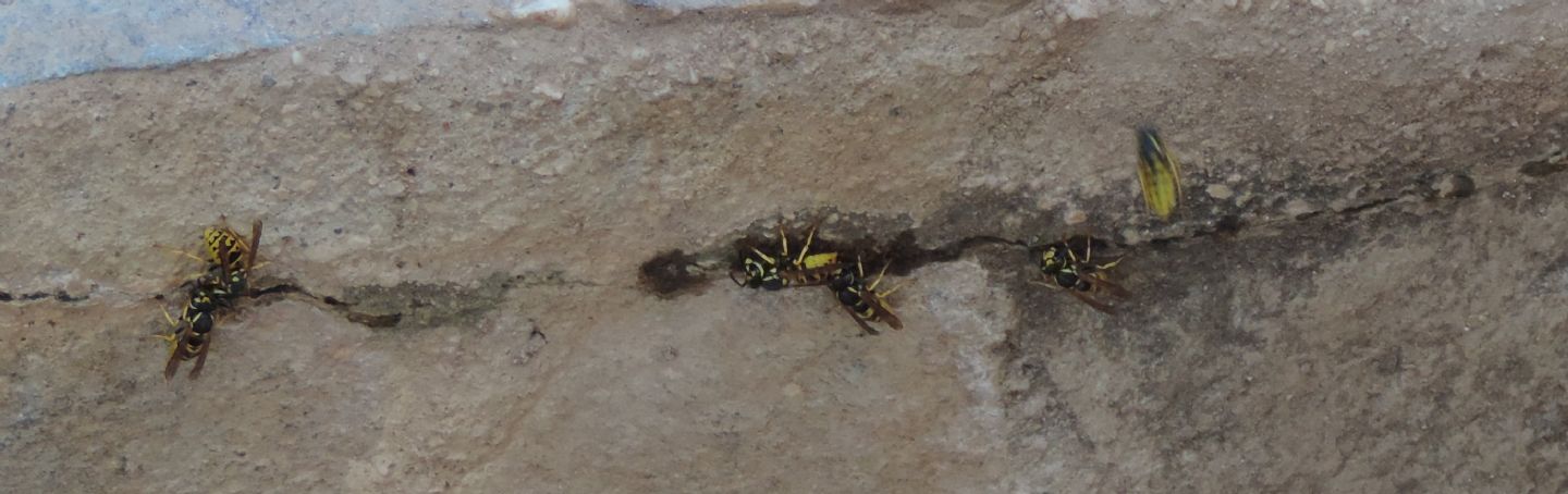 Vespula germanica?