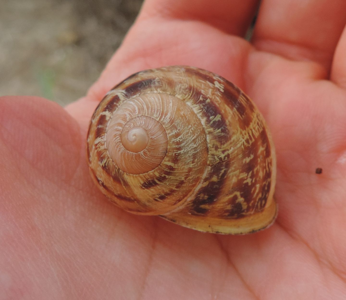 Chiocciole spagnole da identificare:  Cornu aspersum