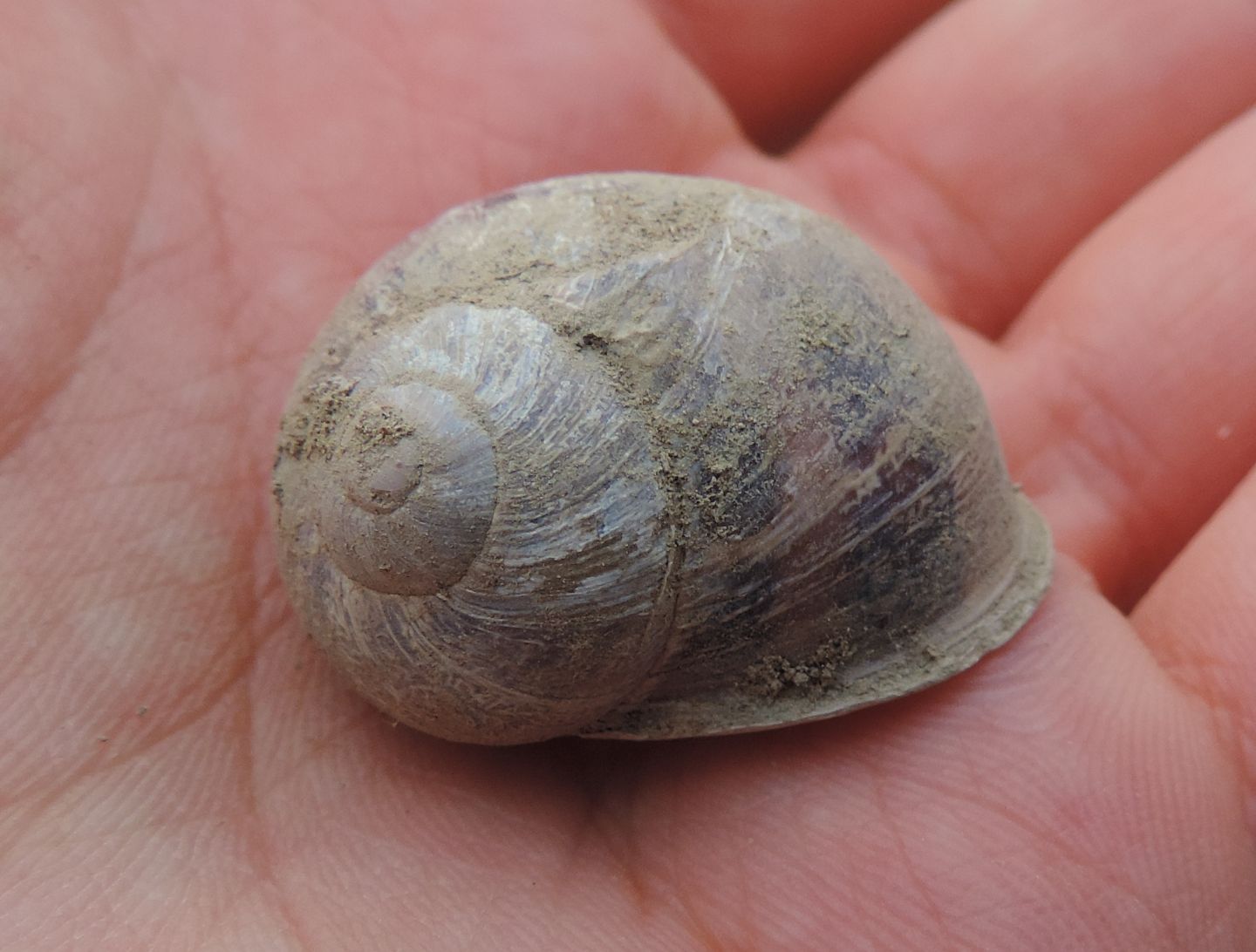 Chiocciole spagnole da identificare:  Cornu aspersum