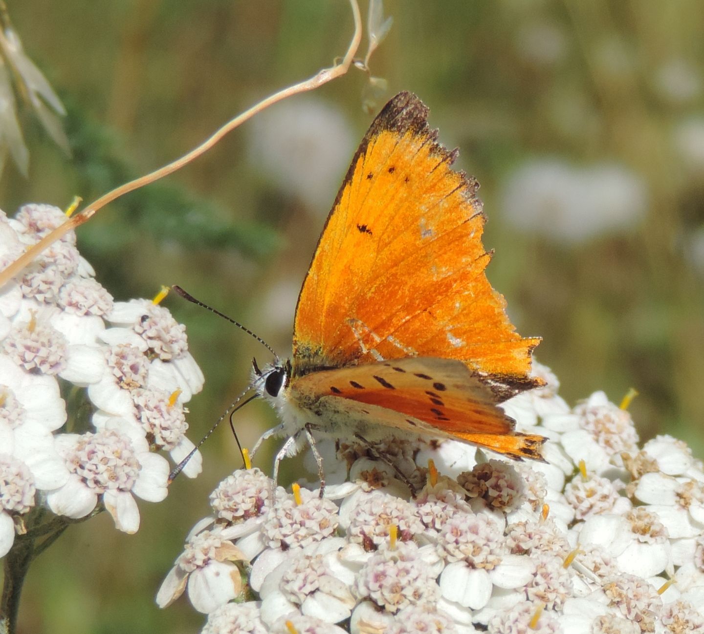 Lycaena cantabrica: Lycaena virgaureae ssp. miegii