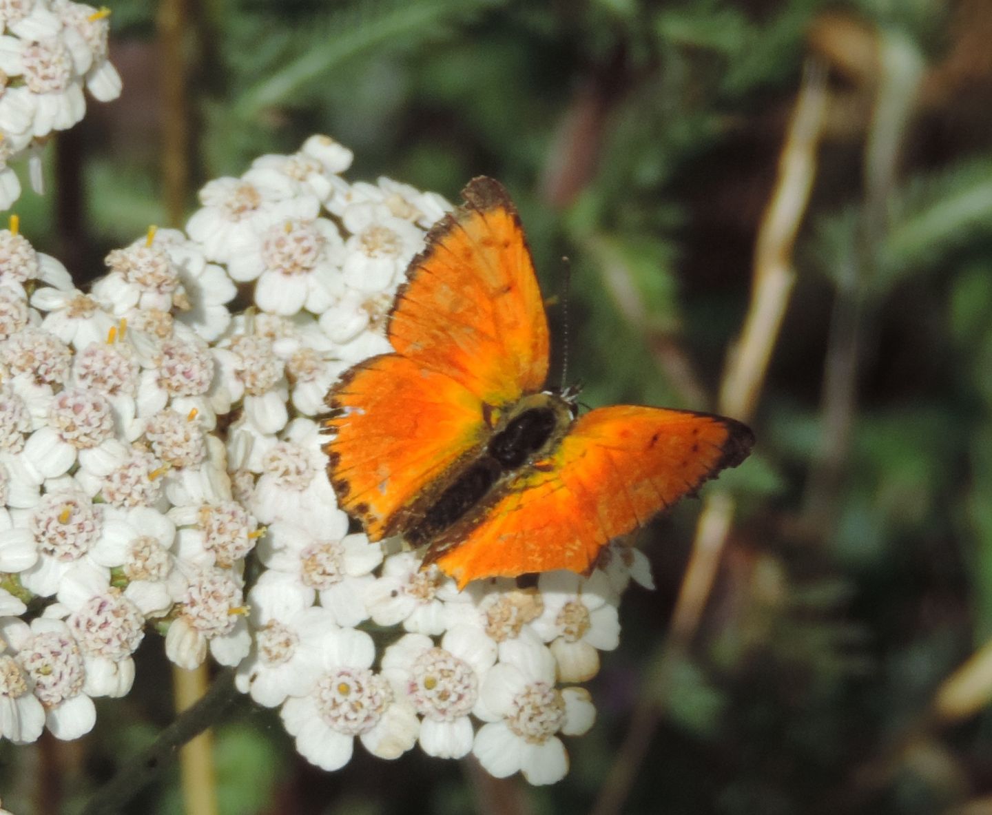 Lycaena cantabrica: Lycaena virgaureae ssp. miegii