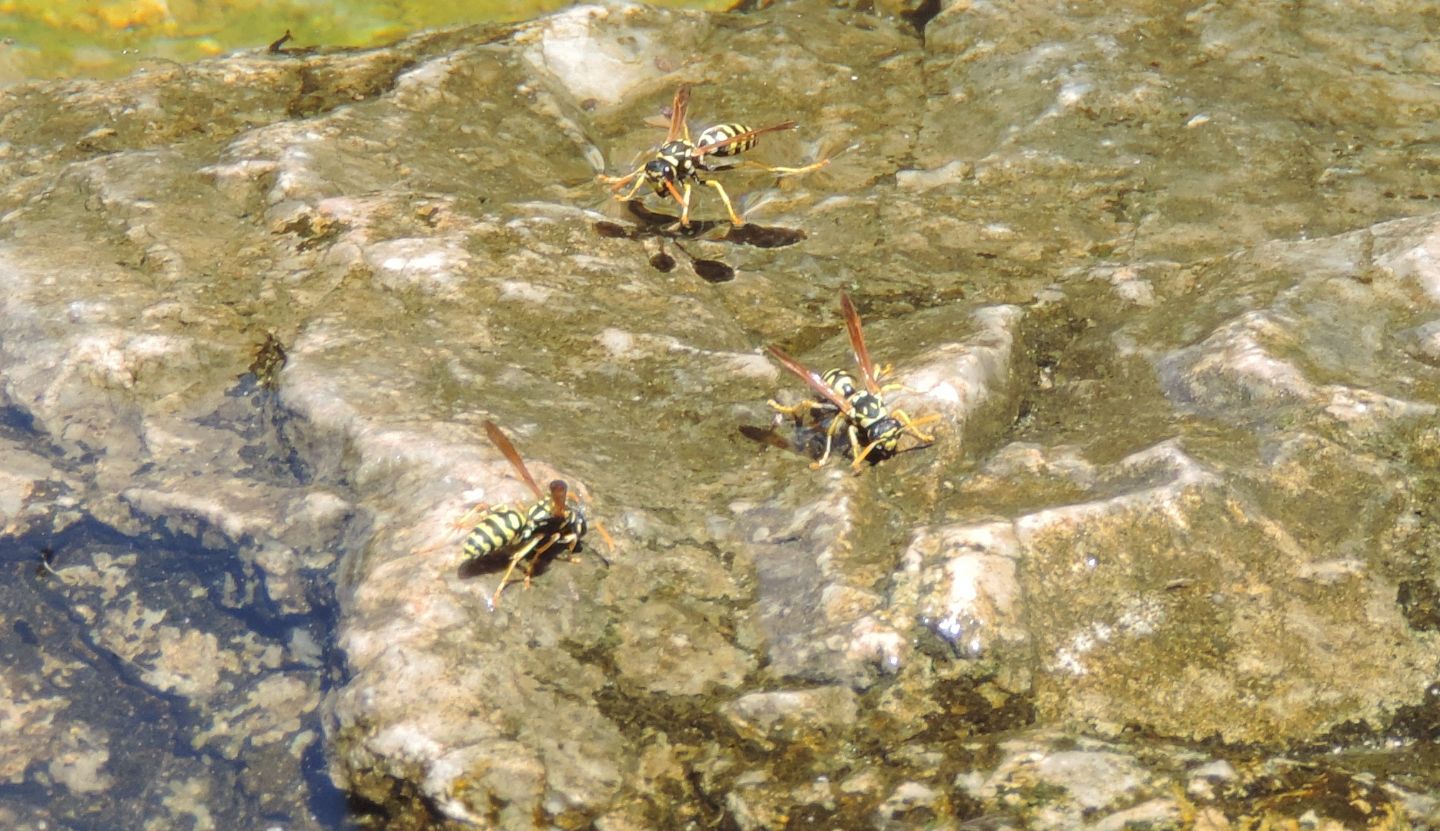 Polistes spagnole: Polistes cfr. dominula