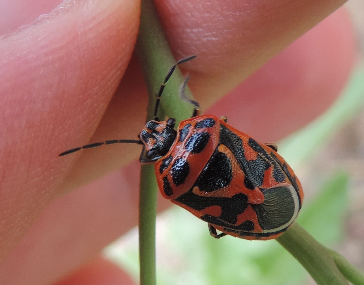 Pentatomidae: Eurydema ornata?  S !