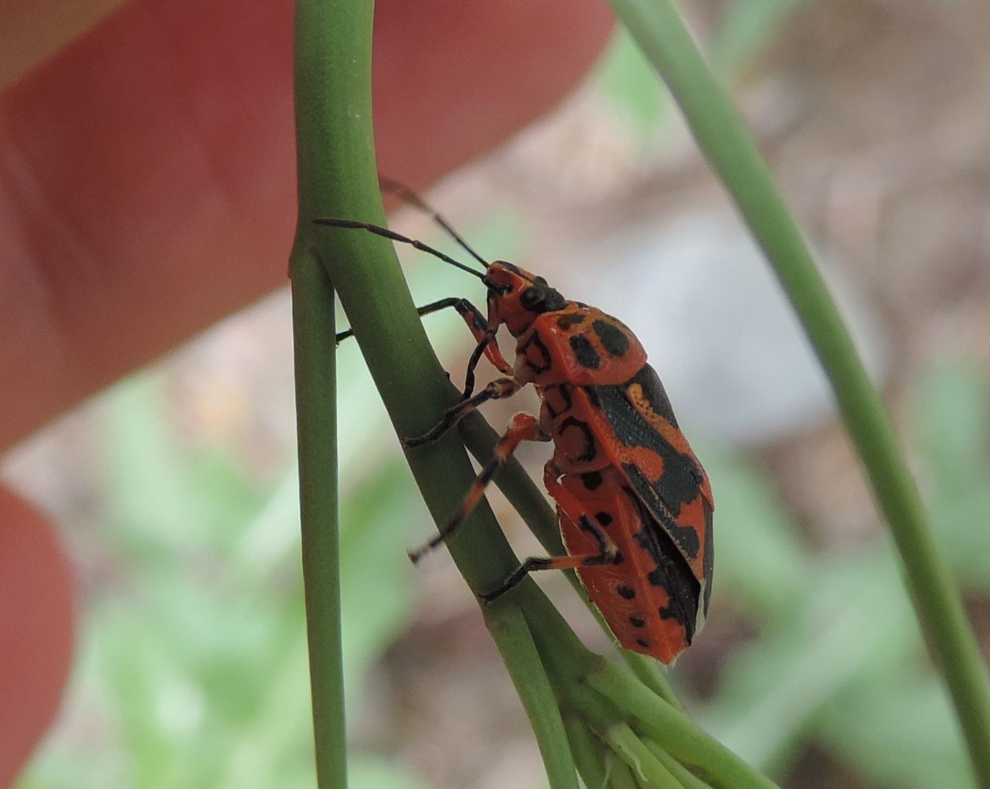 Pentatomidae: Eurydema ornata?  S !