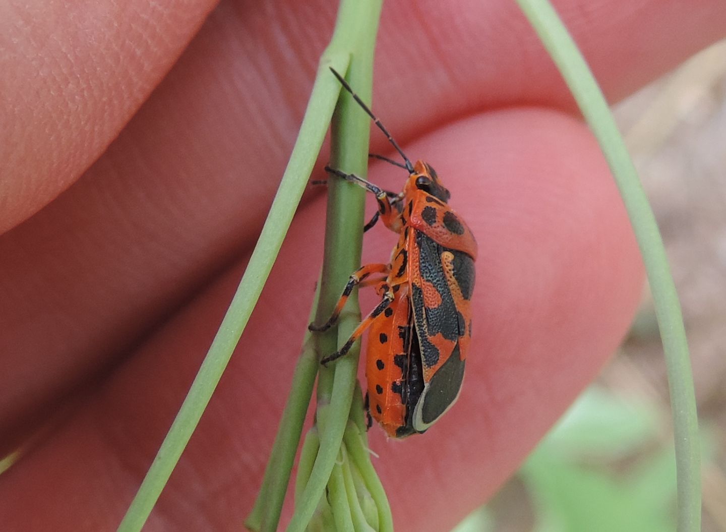 Pentatomidae: Eurydema ornata?  S !