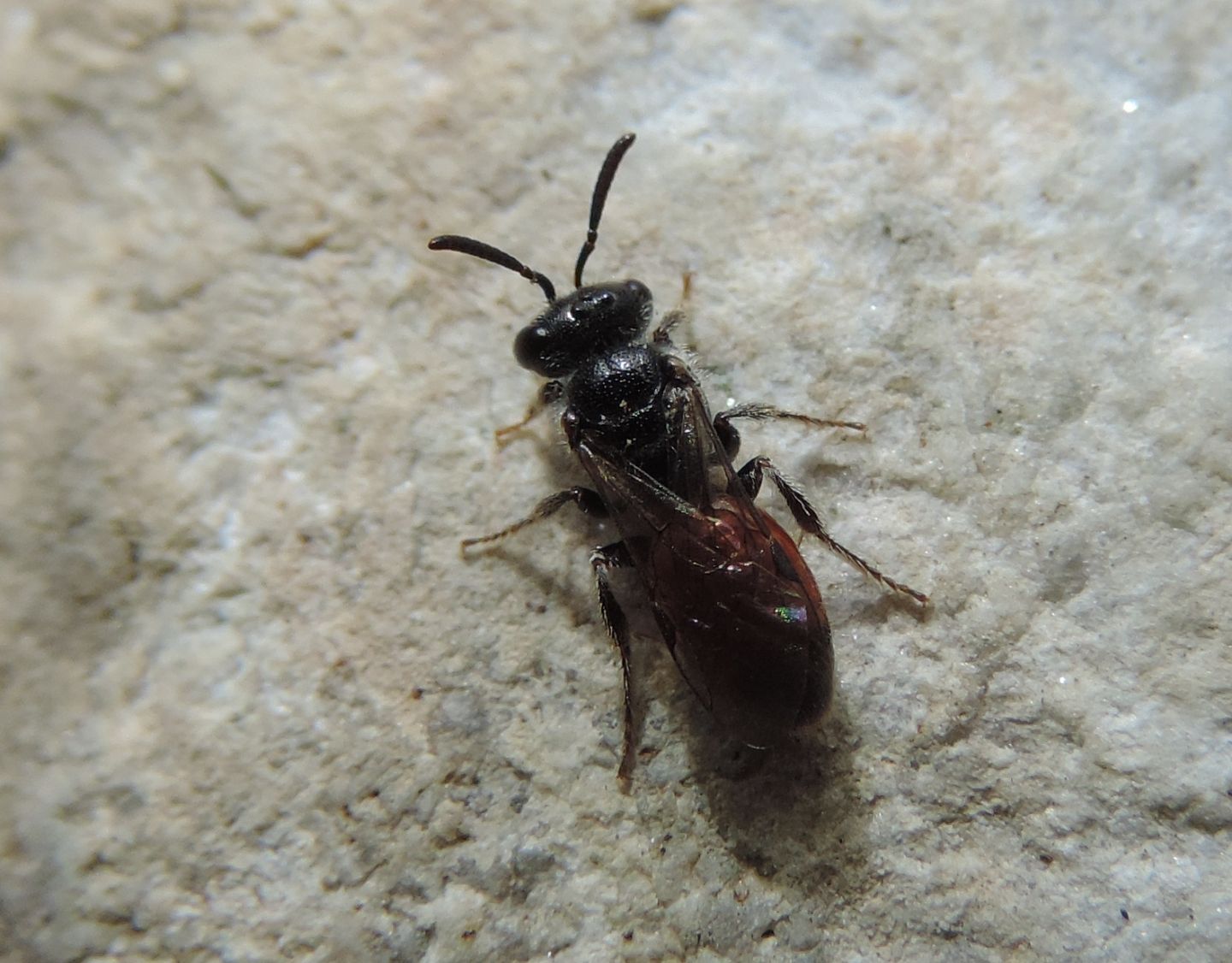 Apidae Halictinae?  S, Sphecodes sp.