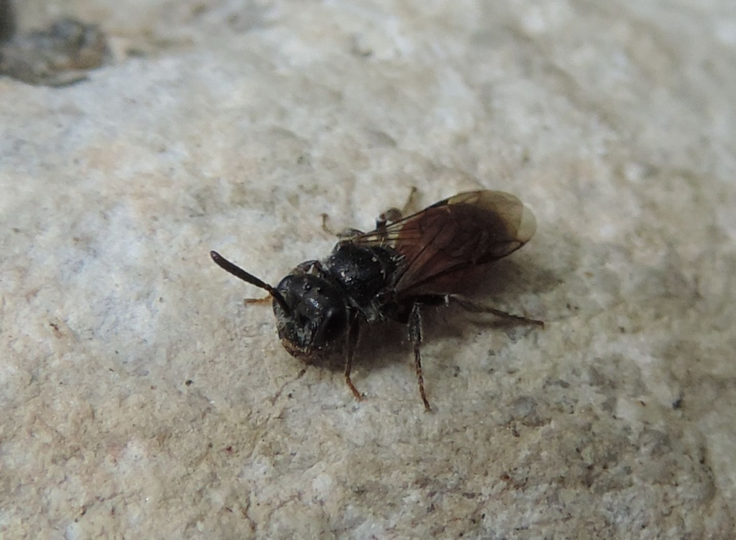 Apidae Halictinae?  S, Sphecodes sp.