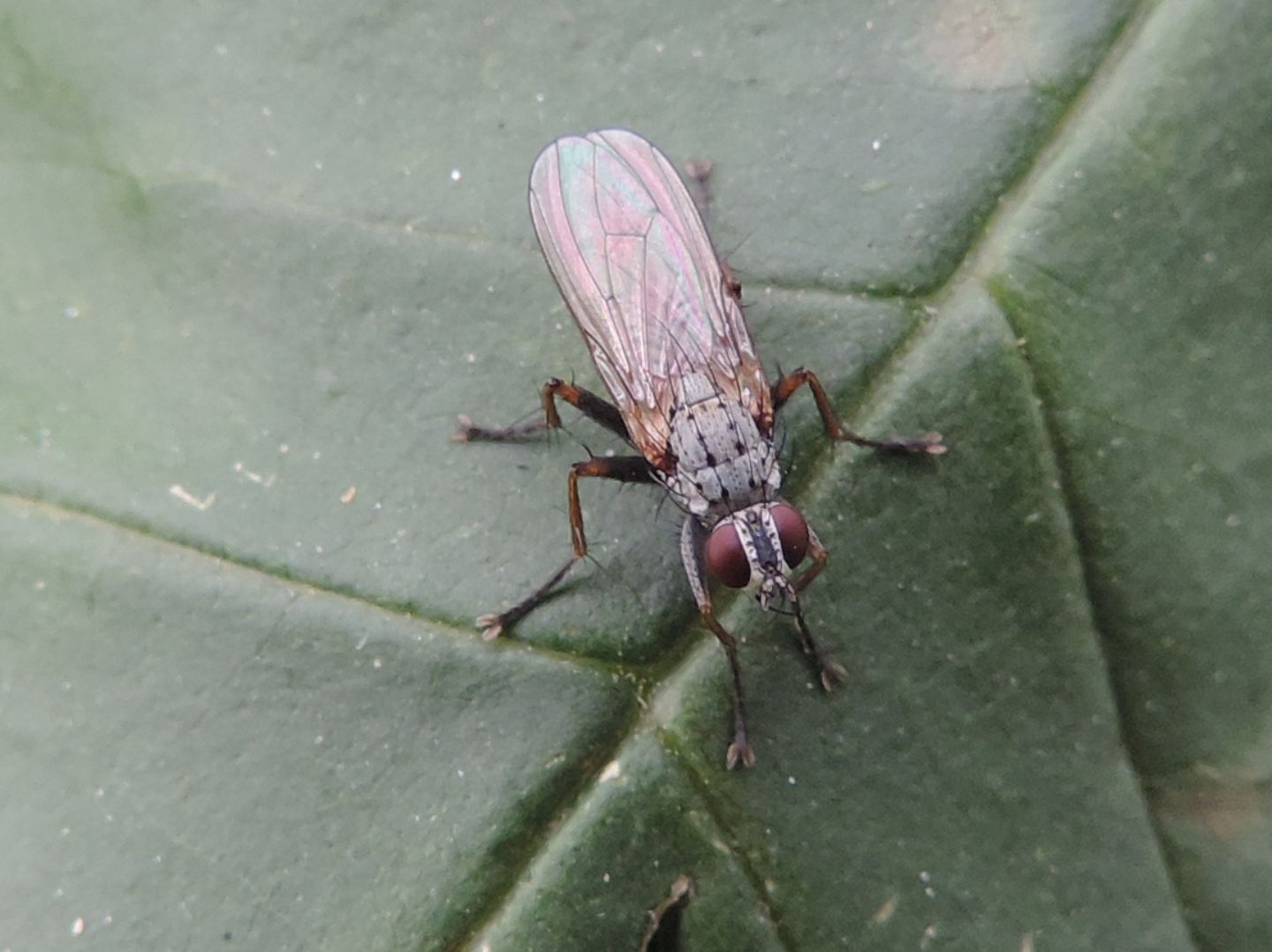 Sciomyzidae?  No, Muscidae: Coenosia tigrina