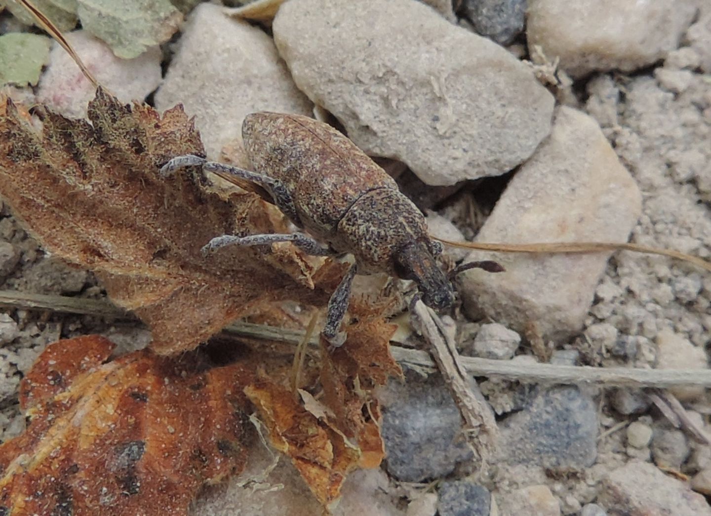 Curculionidae cantabrico: Rhabdorrhynchus seriegranosus?  S...