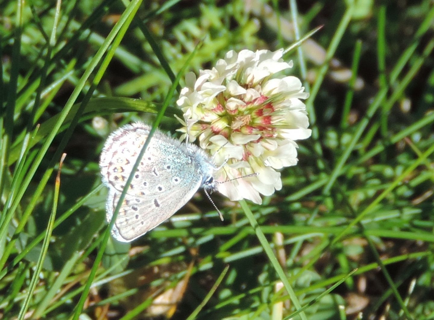 Lycaenidae: Plebejus sp.